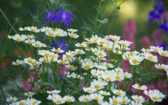 Desktop image. Flowers. ID:78848