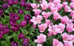 Desktop image. Flowers. ID:78868