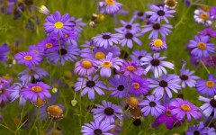 Desktop image. Flowers. ID:78869