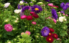 Desktop image. Flowers. ID:78870