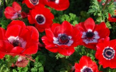 Desktop image. Flowers. ID:78874