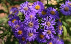 Desktop image. Flowers. ID:78875