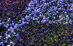 Desktop image. Flowers. ID:78877