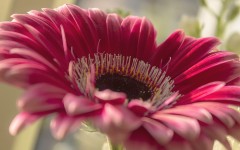Desktop image. Flowers. ID:79393
