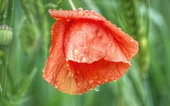 Desktop image. Flowers. ID:79718