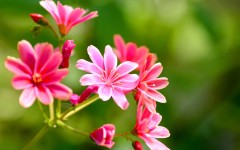 Desktop image. Flowers. ID:79912