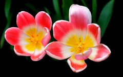 Desktop image. Flowers. ID:80007