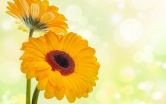 Desktop image. Flowers. ID:80035