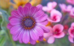 Desktop image. Flowers. ID:80037