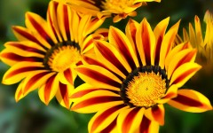 Desktop image. Flowers. ID:80144