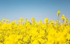 Desktop image. Flowers. ID:80386