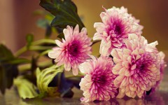 Desktop image. Flowers. ID:80431