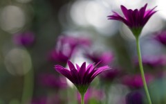 Desktop image. Flowers. ID:80627