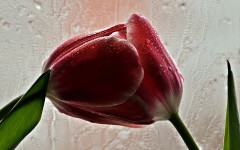 Desktop image. Flowers. ID:80698