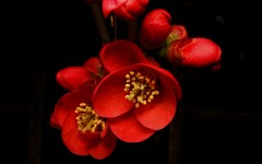 Desktop image. Flowers. ID:80811