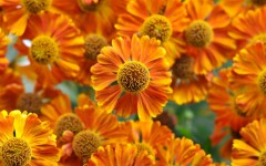Desktop image. Flowers. ID:80879