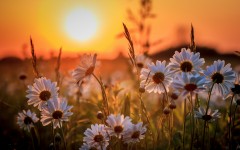 Desktop image. Flowers. ID:81020