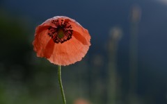Desktop image. Flowers. ID:81059