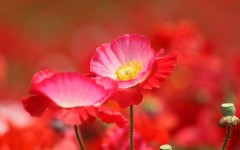 Desktop image. Flowers. ID:81066