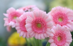 Desktop image. Flowers. ID:81100