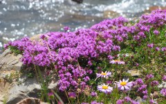 Desktop image. Flowers. ID:81171