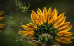 Desktop image. Flowers. ID:81175