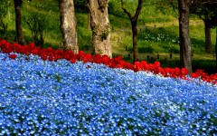 Desktop image. Flowers. ID:81193