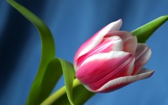 Desktop image. Flowers. ID:81203