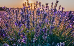 Desktop image. Flowers. ID:81206