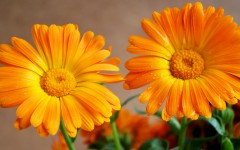 Desktop image. Flowers. ID:81207