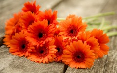 Desktop image. Flowers. ID:81361