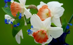 Desktop image. Flowers. ID:81362
