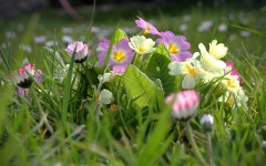 Desktop image. Flowers. ID:81384