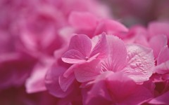 Desktop image. Flowers. ID:81395