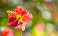 Desktop image. Flowers. ID:81417