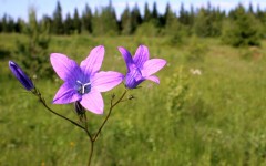 Desktop image. Flowers. ID:81422