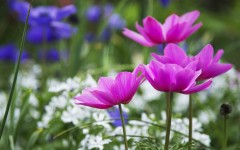 Desktop image. Flowers. ID:81594
