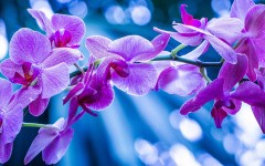Desktop image. Flowers. ID:81905