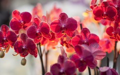Desktop image. Flowers. ID:81912