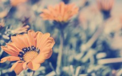 Desktop image. Flowers. ID:82021