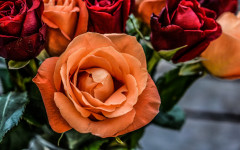 Desktop image. Flowers. ID:82153