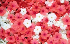 Desktop image. Flowers. ID:82172