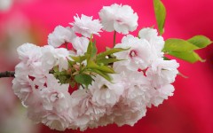 Desktop image. Flowers. ID:82187