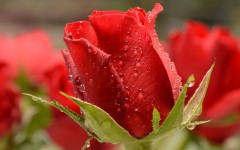 Desktop image. Flowers. ID:82266