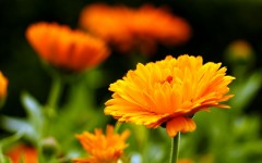 Desktop image. Flowers. ID:82488