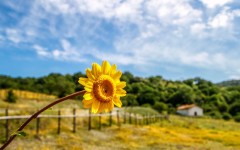 Desktop image. Flowers. ID:82491