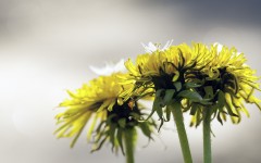 Desktop image. Flowers. ID:82495