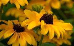 Desktop image. Flowers. ID:82549