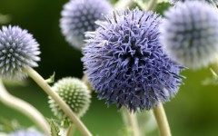 Desktop image. Flowers. ID:82595