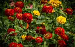 Desktop image. Flowers. ID:82784